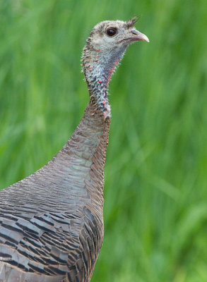 wild turkey 12