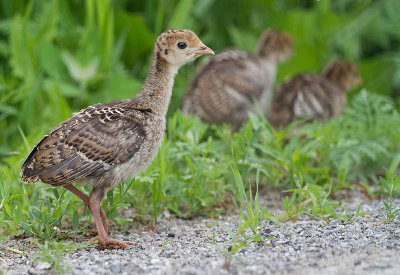 wild turkey chick 3