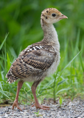 wild turkey chick 5