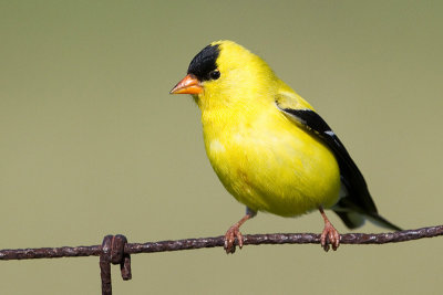 goldfinch 70.jpg