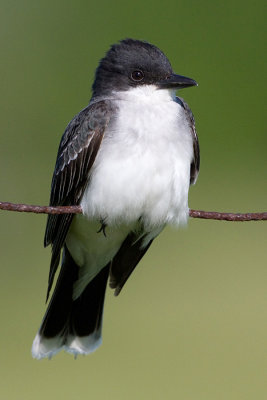 eastern kingbird 25