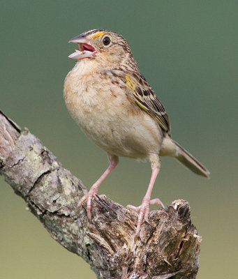 grasshopper sparrow 84