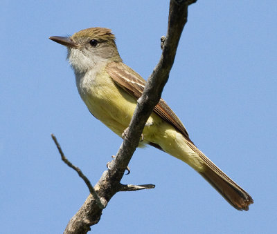 great crested flycatcher 7