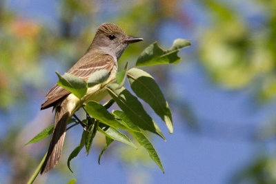 great crested flycatcher 8