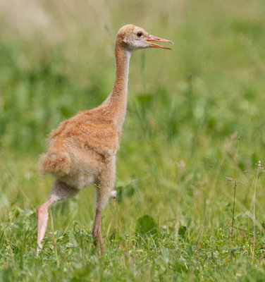 sandhill crane colt 104