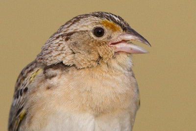grasshopper sparrow 87