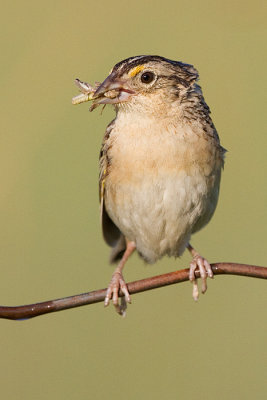 grasshopper sparrow 88