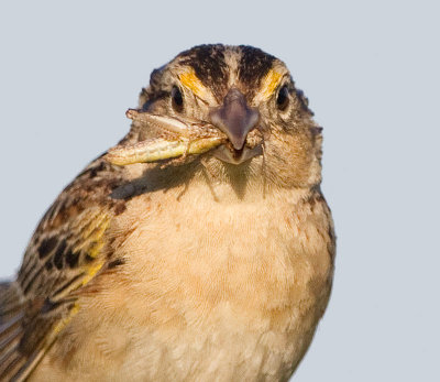 grasshopper sparrow 89