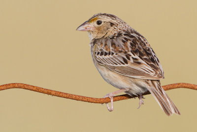 grasshopper sparrow 90