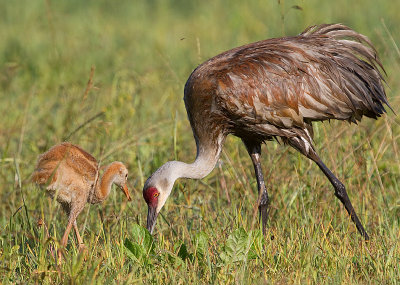 sandhill crane 260