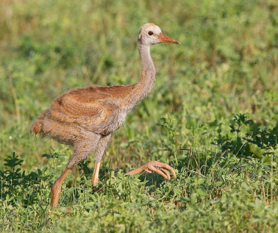 sandhill crane colt 106