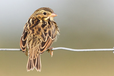 juvenile savannah sparrow 10