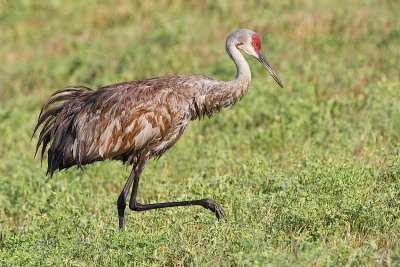 sandhill crane 261