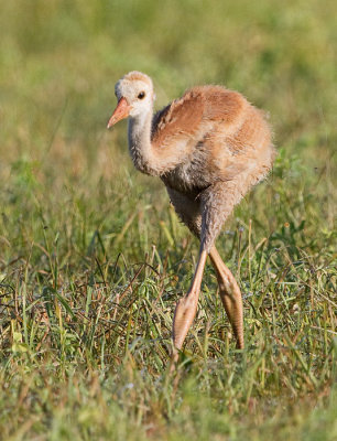 sandhill crane colt 108