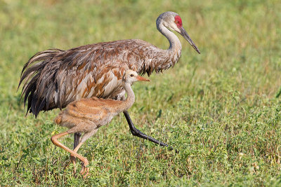 sandhill crane 263