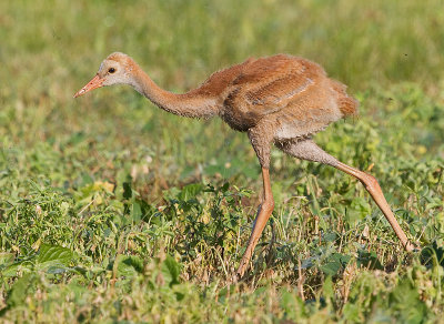 sandhill crane colt 109