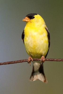 goldfinch 72