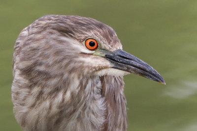 immature black-crowned nigh heron 388