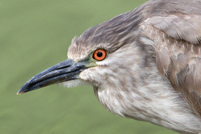 immature black-crowned night heron 389