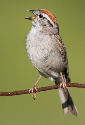 chipping sparrow 36