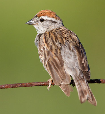 chipping sparrow 37