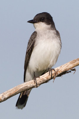eastern kingbird 31