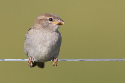 juvenile house sparrow