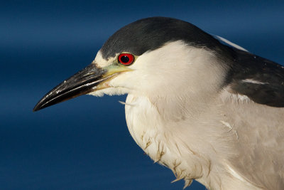 black-crowned night heron 253