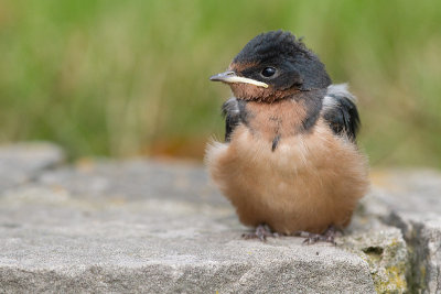 Juvenile Barn Swallow