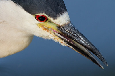black-crowned night heron 255