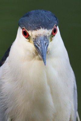black-crowned night heron 256