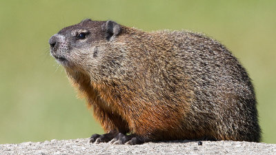 groundhog 7