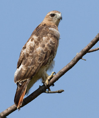 red-tailed hawk 356