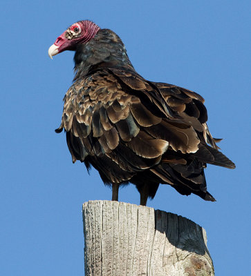 turkey vulture 116