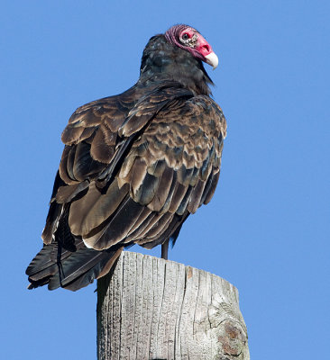 turkey vulture 117