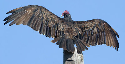turkey vulture 118