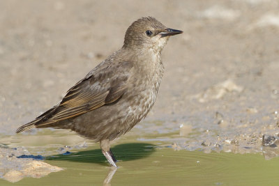 juvenile starling 3