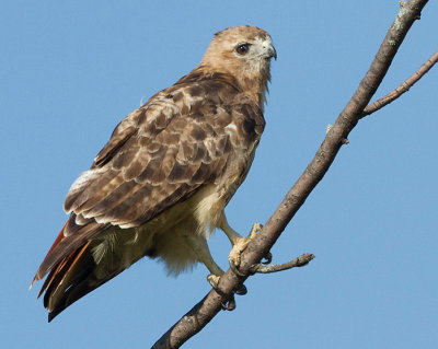 red-tailed hawk 357