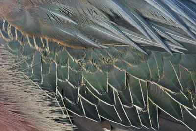 green heron 96