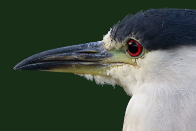 black-crowned night heron 259