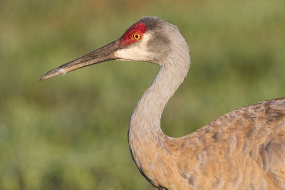 sandhill crane 287