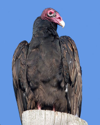 turkey vulture 119