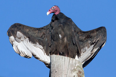 turkey vulture 120