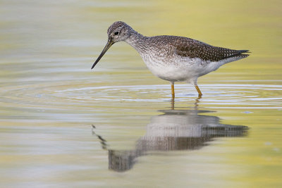 Yellowlegs