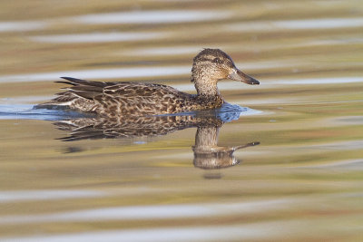 green-winged teal 12