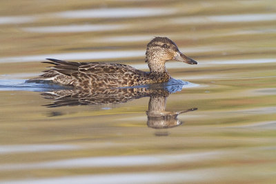 Green Winged Teals