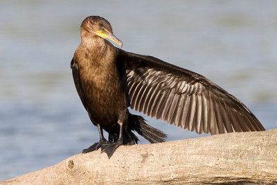 cormorant 114