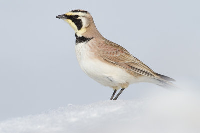 Horned Larks