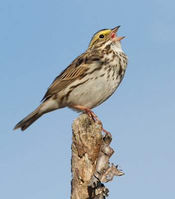 savannah sparrow 80
