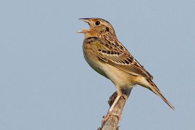 grasshopper sparrow 94